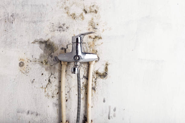 Best Mold Removal Near Me  in St Clairsville, OH