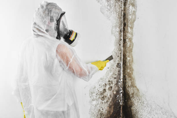 Best Emergency Mold Removal  in St Clairsville, OH