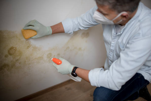 Best Attic Mold Removal  in St Clairsville, OH