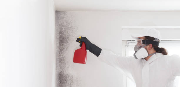 St Clairsville, OH Mold Removal Company