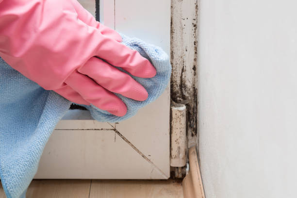 Best Mold Remediation  in St Clairsville, OH